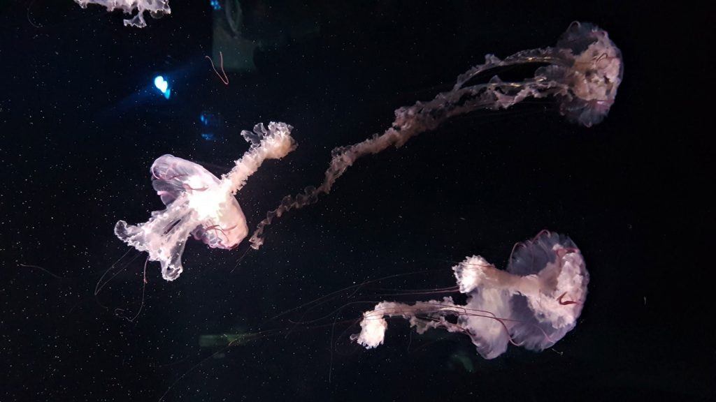 schonbrunn-zoo-jellyfish